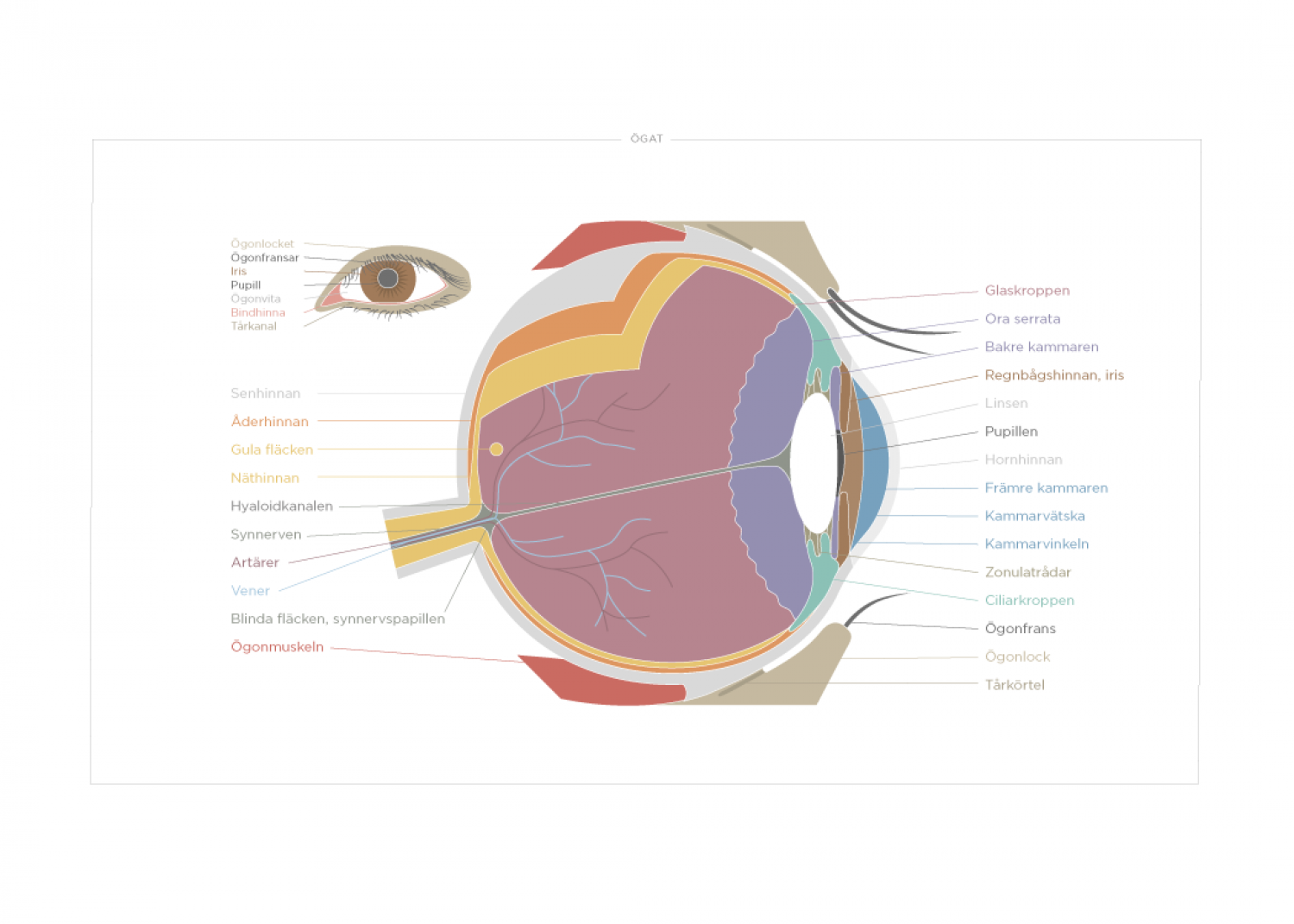 Poster med ögats anatomi kunskapat se