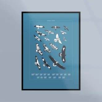 Poster med rovfåglar i Sverige