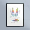 Poster med fotens skelett