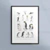 Poster med pingviner