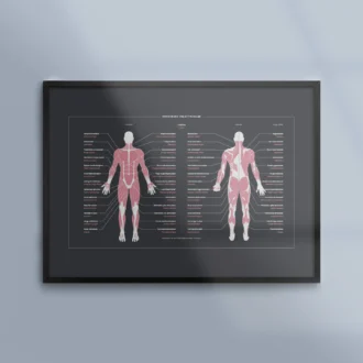 Poster Tavla Anatomi Skelettmuskler Muskler Mork Ram Kunskapat