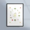 Poster med äpplets livscykel