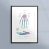 Poster med handens skelett