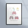 Poster om lungorna och andningssystemet