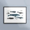 Poster med valar
