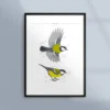 Poster med fågeltopografin hos talgoxen