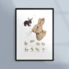 Poster om kaninen