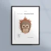 Poster med rödlistade djur - Tapanuli-orangutang
