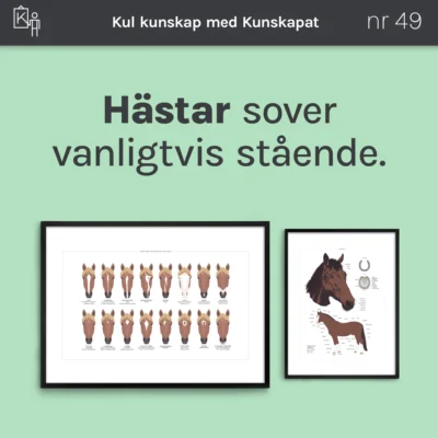 kunskapat kul 49 hastar sover staende