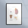 Poster om njurarna
